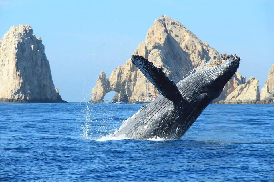 Whale watching in cabo