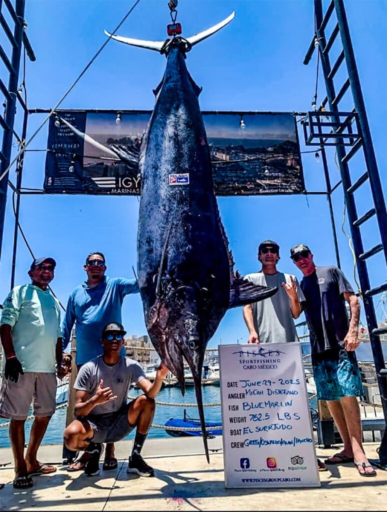 Cabo Marlin Fishing Season