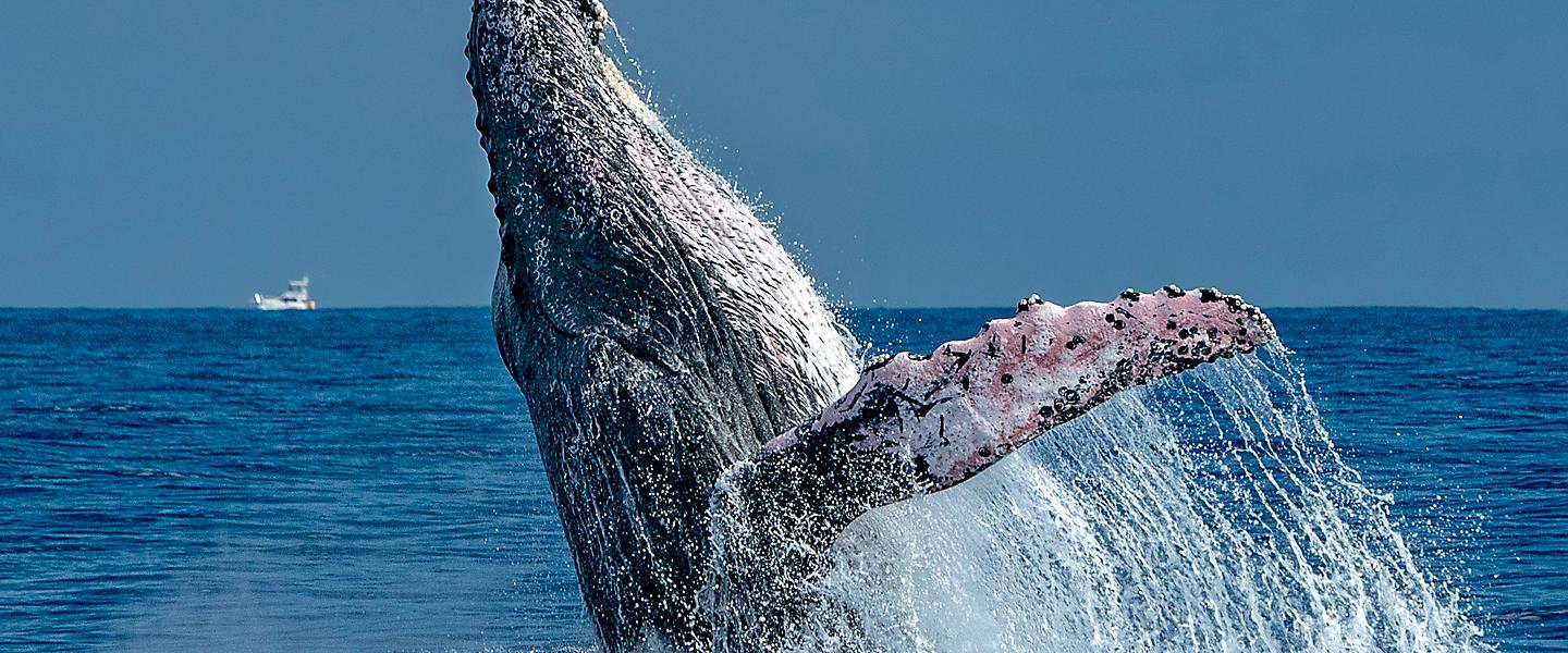 Cabo Charity Volunteer Vacation
