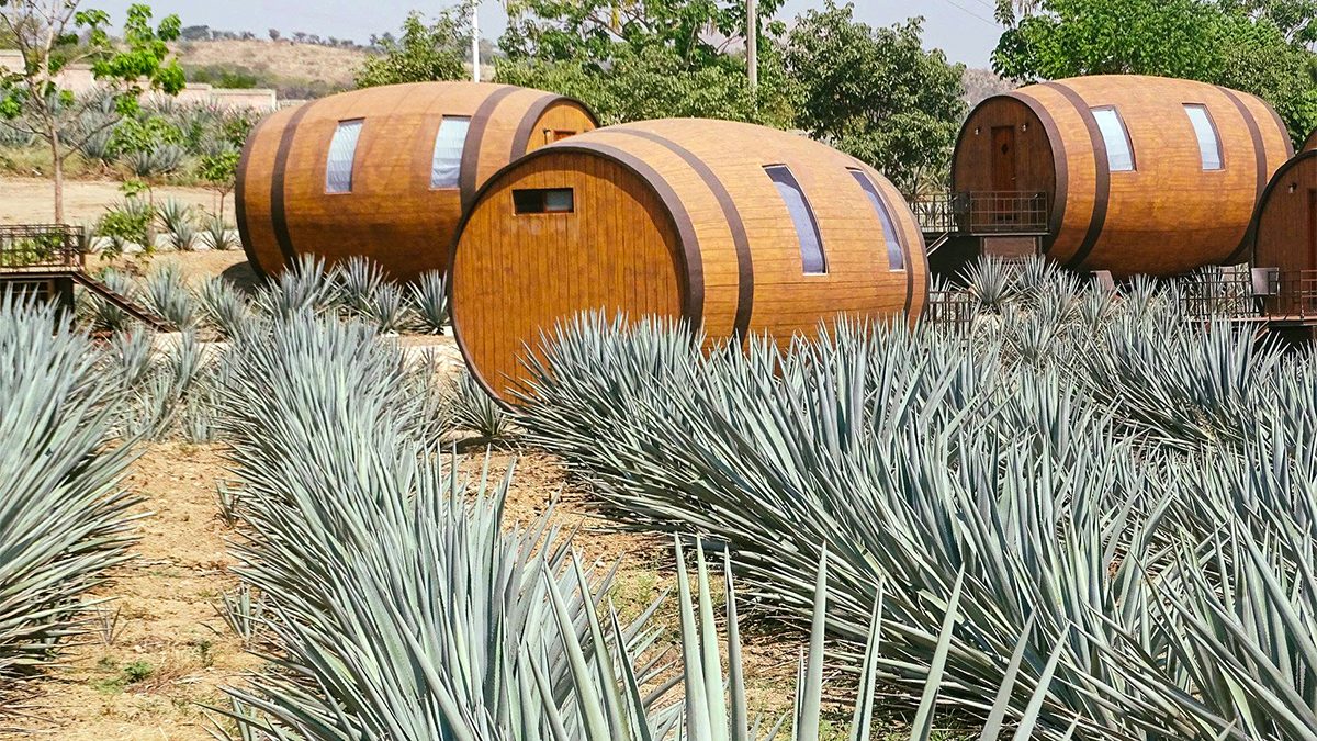 Cabo Tequila Distillery Tour